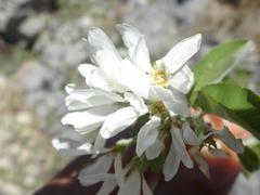 Amelanchier ovalis
