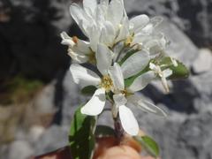 Amelanchier ovalis