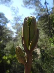 Magnoliopsida