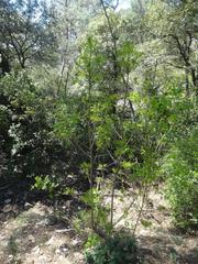 Magnoliopsida