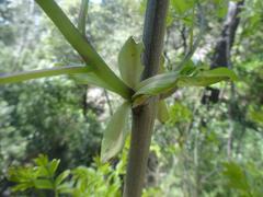 Magnoliopsida