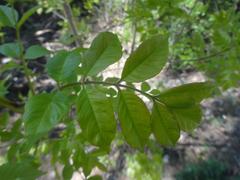 Magnoliopsida