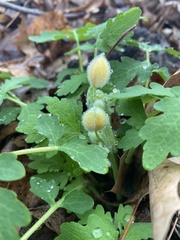 Stylophorum diphyllum