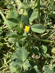 Medicago polymorpha