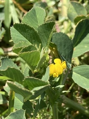 Medicago polymorpha