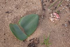 Haemanthus