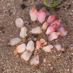 Haemanthus
