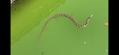 Rhabdophis tigrinus tigrinus