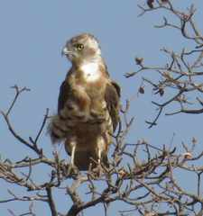 Circaetus