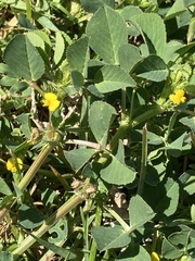 Medicago polymorpha