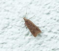 Helcystogramma triannulella