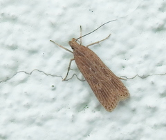 Helcystogramma triannulella