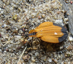 Lycus melanurus
