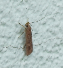 Helcystogramma triannulella