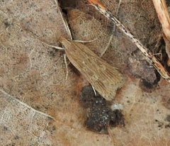 Helcystogramma triannulella