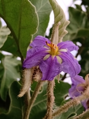 Solanum falciforme