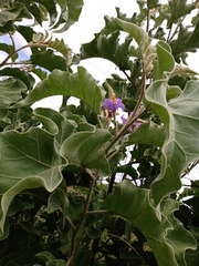 Solanum falciforme