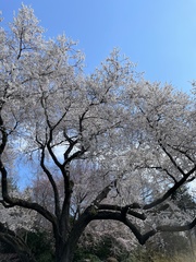 Prunus pendula ascendens