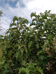 Solanum falciforme
