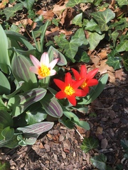 Tulipa