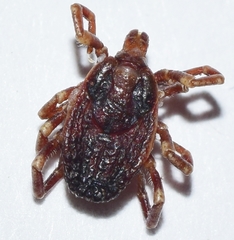 Hyalomma lusitanicum