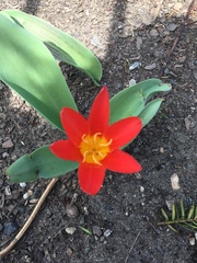 Tulipa