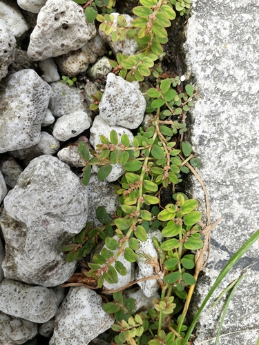 Euphorbia thymifolia