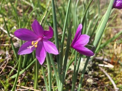 Olsynium douglasii douglasii