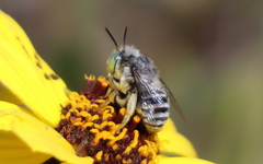 Anthophora curta