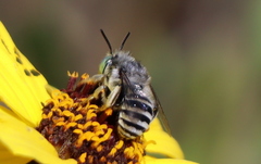 Anthophora curta