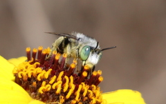 Anthophora curta
