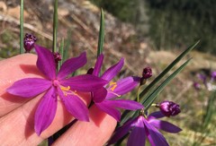 Olsynium douglasii douglasii