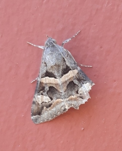 Melipotis trujillensis