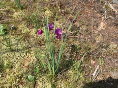Olsynium douglasii douglasii