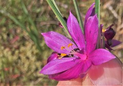 Olsynium douglasii douglasii
