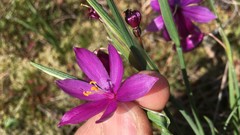 Olsynium douglasii douglasii