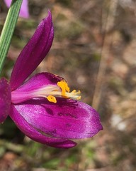 Olsynium douglasii douglasii