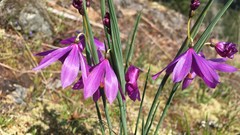 Olsynium douglasii douglasii