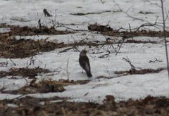 Turdus pilaris