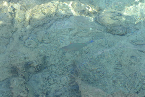 Candelamoa parrotfish (Hipposcarus harid) — Scaridae