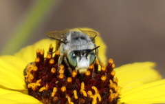 Anthophora curta