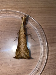 Pseudacanthops lobipes