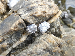 Nodilittorina pyramidalis