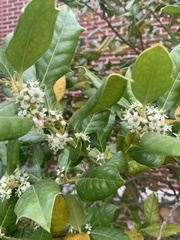 Ilex