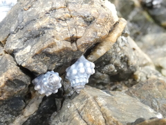 Nodilittorina pyramidalis