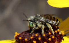 Anthophora curta