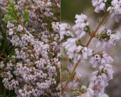 Erica parviflora