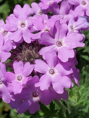 Glandularia tumidula