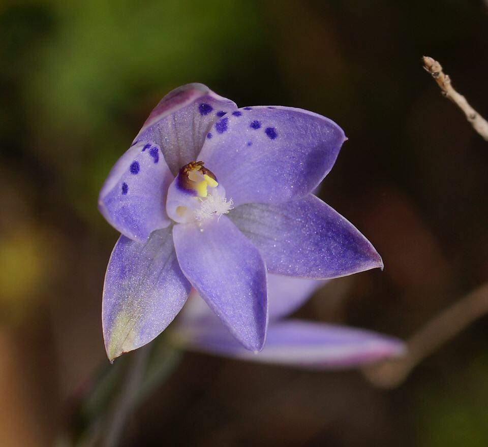 large-spotted sun orchid