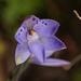 Thelymitra juncifolia - Photo (c) Reiner Richter, μερικά δικαιώματα διατηρούνται (CC BY-NC), uploaded by Reiner Richter